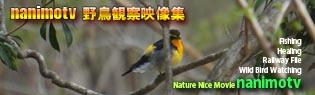 nanimotv birds